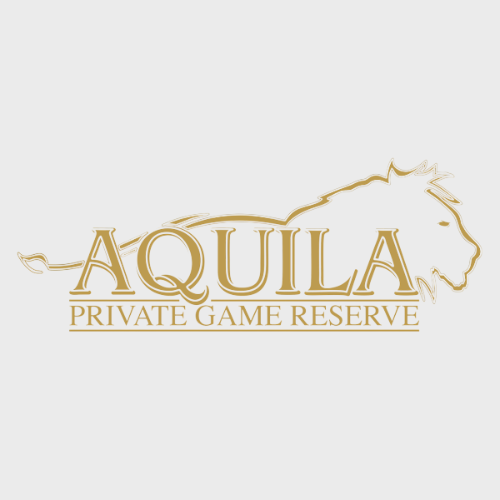 aquila